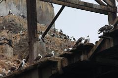 1164-Isole Ballestas,19 luglio 2013